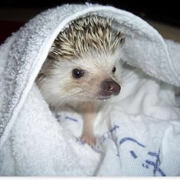 ���� ��������, ��������, 43 ���� - ��������� 17 ������� 2011