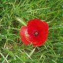 ���� ����)), �����, 40 ��� - ��������� 21 ������ 2009 � ������ ���� �����)�