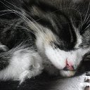 ���� �����, ����, 43 ���� - ��������� 5 ���� 2013 � ������ ����� ��� ������������