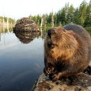 ���� ������, �����-���������, 40 ��� - ��������� 24 ����� 2012 � ������ ���� ����������