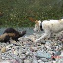 ���� ���, ������� - ��������� 22 ������ 2011 � ������ ������������