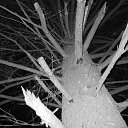 ���� Xameleon, ������, 42 ���� - ��������� 19 ������ 2009 � ������ �������, ������, ������ ���� �� ����������