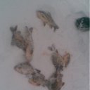 ���� �����, �����, 50 ��� - ��������� 8 ����� 2012 � ������ ���� ����������