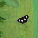 ���� ����, �����-���������, 57 ��� - ��������� 6 ������ 2011 � ������ ���� �������