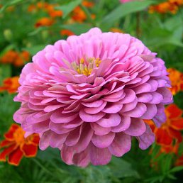 ���� ���������, �������, 67 ���