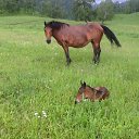  Adam, , 59  -  20  2013   