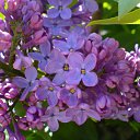 ���� �����, ���������, 39 ��� - ��������� 8 ������� 2010 � ������ �������� � ���������