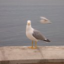  Aleksa , , 45  -  25  2009   