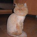 ������ �� ������� ���� ����������