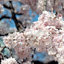 ���� Svetlana, ������, 59 ��� - ��������� 31 ����� 2011 � ������ ���� �������� �������