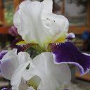 ���� �����, ������, 39 ��� - ��������� 23 ���� 2010 � ������ �� ���������� ��������...�