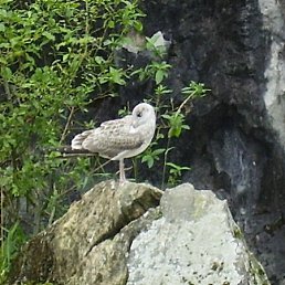 ���� ������*****, �����-���������, 41 ��� - ��������� 20 ������� 2011