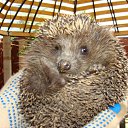 ���� �������, ��������, 43 ���� - ��������� 20 ������� 2011