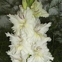 ���� �������, ����, 65 ��� - ��������� 7 ������� 2010 � ������ ������ �����������