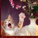 ���� Orange_juice, ������, 31 ��� - ��������� 3 ������� 2010 � ������ ���� ����������