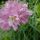 ���� ����@, ��������, 62 ���� - ��������� 21 ���� 2010 � ������ ��������� �������