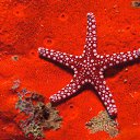 ���� Svetlana, ������, 59 ��� - ��������� 29 ����� 2011 � ������ ���������� ��� ���������� �����