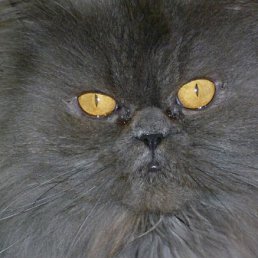 ���� Andrej, ʸ���, 47 ��� - ��������� 17 ������� 2011