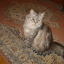 ���� Marko, ������ - ��������� 2 ���� 2013