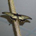 ���� ����, �����-���������, 57 ��� - ��������� 6 ������ 2011 � ������ ���� �������