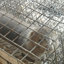 ���� �����, �������, 42 ���� - ��������� 16 ������ 2011 � ������ ���������