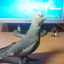 Фотография пользователя Любовь, Минск, 40 лет добавлена 24 июля 2009 в альбом «Мои попугаи» Фото Любовь, Минск, 40 лет - добавлено 24 июля 2009 в альбом «Мои попугаи»