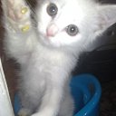 ���� ���������, ������, 38 ��� - ��������� 10 ������ 2011 � ������ �������