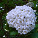 ���� Andrew, ������, 38 ��� - ��������� 5 ���� 2011 � ������ �Kew Gardens�