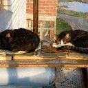 ���� �������, ��������, 53 ���� - ��������� 21 ���� 2012 � ������ �������