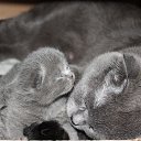 ���� ����_����� ������ ���� ���-��..., �������� - ��������� 8 ������ 2013 � ������ ����� ������ ������..�