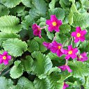 ���� �����, �����, 60 ��� - ��������� 21 ��� 2012 � ������ ������ �����