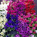 ���� ������, ������, 59 ��� - ��������� 31 ����� 2012 � ������ �����ۻ