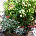 ���� �����, �������, 44 ���� - ��������� 17 ��� 2010 � ������ ������ � ���� ����