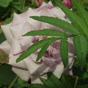 ���� ����, �������� - ��������� 18 ���� 2012 � ������ ������ 15 ���� 2012�