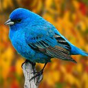 ���� �����(���� �����), ������������, 33 ���� - ��������� 3 ������� 2013 � ������ ���� ����������