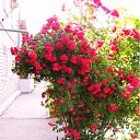 ���� �������, ������, 55 ��� - ��������� 24 ���� 2011 � ������ �� �����