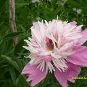 ���� �������, ���������, 61 ��� - ��������� 12 ������� 2009 � ������ ���� ������