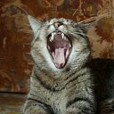 ���� ����, ����� - ��������� 17 ������� 2012 � ������ �������