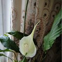 ���� ���� (���������� ������ � ������� �������), ������, 70 ��� - ��������� 4 ������� 2011 � ������ ���� ������