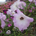 ���� ����)), �����, 40 ��� - ��������� 20 ������ 2009 � ������ ���� �����)�