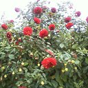 ���� ��������, ������� - ��������� 10 ������� 2011 � ������ ���� ����������