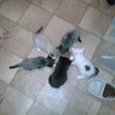 ���� ��������, ������, 61 ��� - ��������� 8 ����� 2010 � ������ ������ �� �������