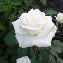 ���� �����, �������, 44 ���� - ��������� 12 ������� 2010 � ������ ������ � ���� ����