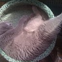 ���� ������, ������, 49 ��� - ��������� 20 ������� 2011 � ������ �PetLove�