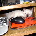 ���� �����, ��������, 48 ��� - ��������� 7 ������� 2011 � ������ �����