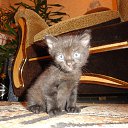 ���� ������� . �� ������� ., �����������, 64 ���� - ��������� 29 ��� 2011 � ������ �������