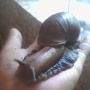 ���� �����, �����������, 41 ��� - ��������� 1 ������� 2013 � ������ ���� ����������