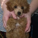 ���� �����, ������, 32 ���� - ��������� 31 ������� 2009 � ������ �������� "�������� �������"�