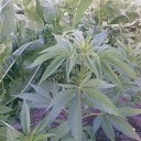 ������:) �� ������� �������