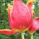 ���� ������-oberst, ������, 62 ���� - ��������� 10 ���� 2010 � ������ ���� ������